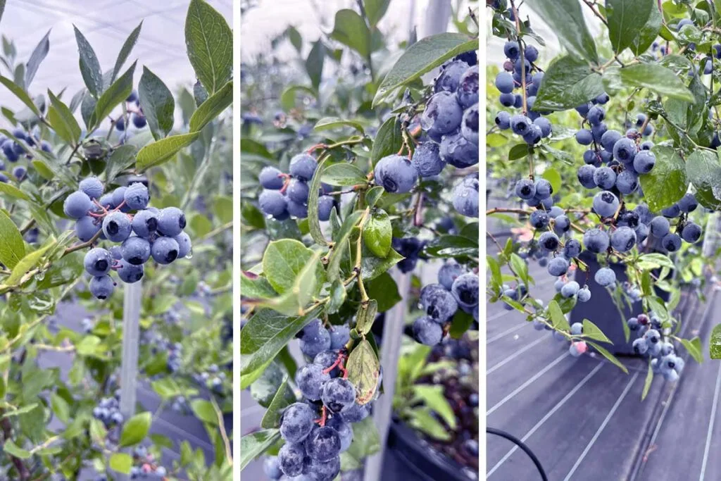 アオニサイファームへ！ | BLUEBERRY BASE MOKA