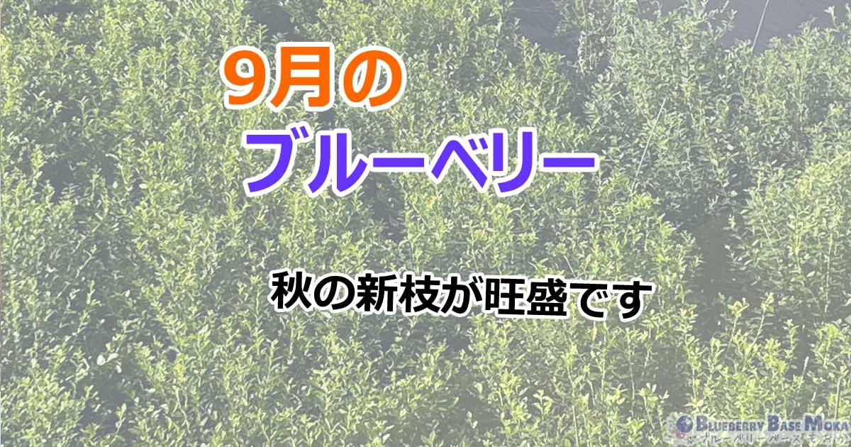 2023年9月 | BLUEBERRY BASE MOKA