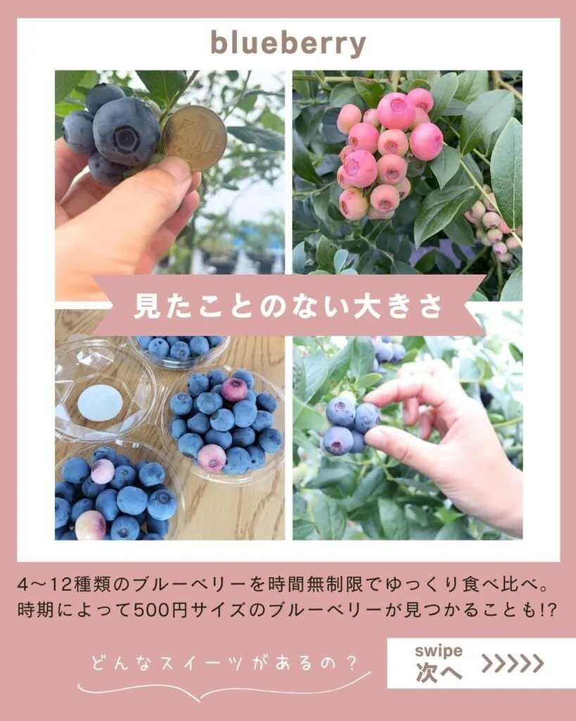 ブルーベリー狩り無料ご招待のお知らせ | 【栃木県真岡市
