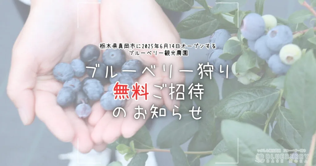 ブルーベリー狩り無料ご招待のお知らせ | 【栃木県真岡市